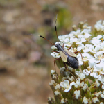 Aphanosoma italicum