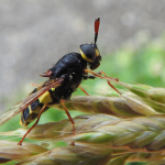 Stratiomys armeniaca