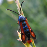 Chamaesphecia chalciformis