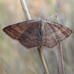 Idaea ochrata