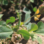 Medicago orbicularis