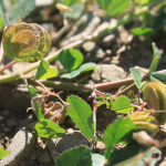 Medicago orbicularis