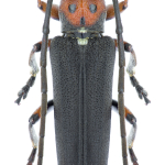 Phytoecia astarte