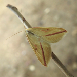 Rhodometra sacraria