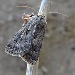 Agrotis bigramma