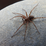 Tegenaria