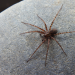 Tegenaria