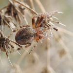 Larinioides patagiatus