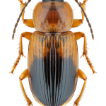 Stenolophus teutonus