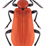 Pyrochroa coccinea