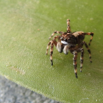 Attulus relictarius