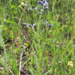 Cynoglossum creticum