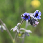 Cynoglossum creticum