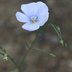 Linum austriacum