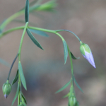 Linum austriacum