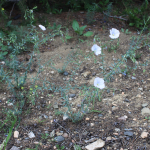 Linum austriacum