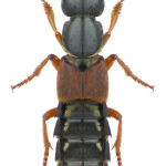 Staphylinus caesareus