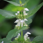 Lamium album