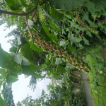 Phytolacca americana