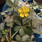 Potentilla reptans