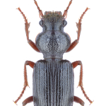 Ditomus calydonius