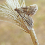 Endotricha flammealis