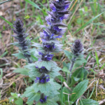 Ajuga orientalis