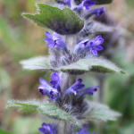 Ajuga orientalis