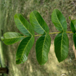 Pterocarya fraxinifolia