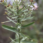 Galatella dracunculoides