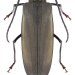 Aegosoma scabricorne