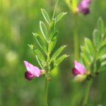 Vicia sativa