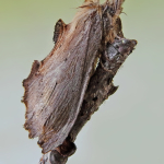 Pterostoma palpina