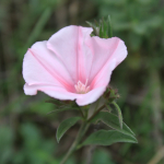 Convolvulus cantabrica