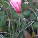 Convolvulus cantabrica