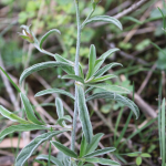 Convolvulus cantabrica