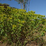 Euphorbia wittmannii