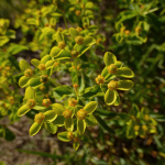 Euphorbia wittmannii