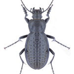 Carabus cribratus