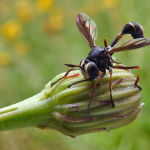 Physocephala rufipes