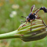 Physocephala rufipes