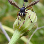 Physocephala rufipes