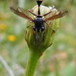 Physocephala rufipes