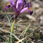 Iris reticulata