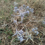 Eryngium caeruleum