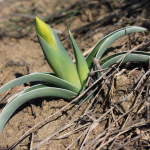 Iris caucasica