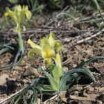 Iris caucasica