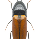 Ampedus elongatulus