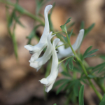 Corydalis angustifolia