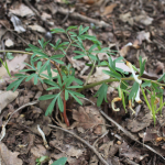 Corydalis angustifolia